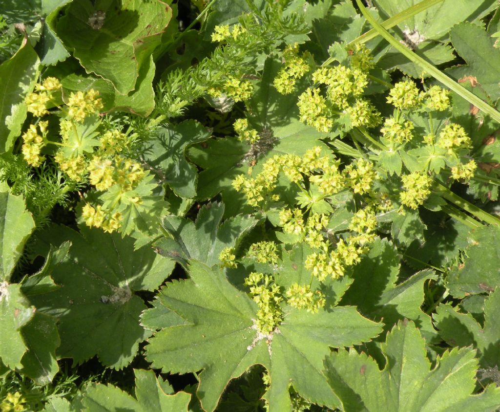 Alchemilla sp: impossibile....